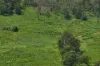 54 Camilleris Road, Mount Charlton, Qld 4741-Image