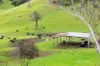 545 Ti Tree Creek Road, Yea, Vic 3717-Image