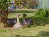 555 Mirboo - Yarragon Road, Allambee Reserve, Vic 3871-Image