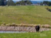 555 Mirboo - Yarragon Road, Allambee Reserve, Vic 3871-Image