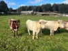 56 Smarts Road, Mount Hicks, Tas 7325-Image