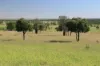 564 ORALLO ROAD, Roma, Qld 4455-Image