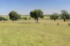 564 ORALLO ROAD, Roma, Qld 4455-Image
