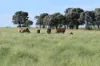564 ORALLO ROAD, Roma, Qld 4455-Image