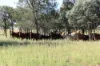 564 ORALLO ROAD, Roma, Qld 4455-Image
