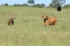 564 ORALLO ROAD, Roma, Qld 4455-Image