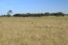 564 ORALLO ROAD, Roma, Qld 4455-Image