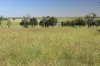 564 ORALLO ROAD, Roma, Qld 4455-Image
