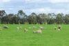57 Estate Road, Caramut, Vic 3274-Image