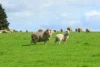 57 Estate Road, Caramut, Vic 3274-Image