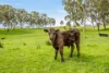 57 Wenzel Road, Balhannah, SA 5242-Image