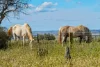 576 Marshall Road, Magdala, SA 5400-Image