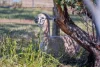 576 Marshall Road, Magdala, SA 5400-Image