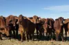 577 Rogers Road, Mogumber, WA 6506-Image