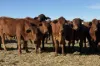 577 Rogers Road, Mogumber, WA 6506-Image