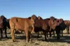 577 Rogers Road, Mogumber, WA 6506-Image