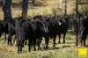 580 Purgatory Creek Road, Grafton NSW 2460-Image