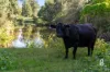 581 Glendonbrook Road, Glendon Brook, NSW 2330-Image