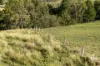 581 Glendonbrook Road, Glendon Brook, NSW 2330-Image
