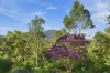 587 Hannam Vale Road, Stewarts River, NSW 2443-Image