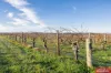 59 Siegersdorf Road, Nuriootpa, SA 5355-Image