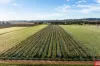 59 Siegersdorf Road, Nuriootpa, SA 5355-Image