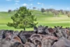 593 Belgravia Road, Belgravia, NSW 2800-Image