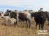 611 Red Hill Road, Chinchilla, Qld 4413-Image