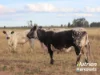 611 Red Hill Road, Chinchilla, Qld 4413-Image