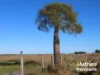 611 Red Hill Road, Chinchilla, Qld 4413-Image