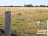 611 Red Hill Road, Chinchilla, Qld 4413-Image