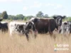 611 Red Hill Road, Chinchilla, Qld 4413-Image