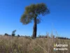 611 Red Hill Road, Chinchilla, Qld 4413-Image