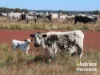 611 Red Hill Road, Chinchilla, Qld 4413-Image