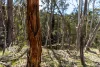 620 Bingo Tice Road, Anglers Rest, Vic 3898-Image