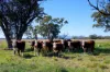 625 Logans Lane, Narrabri, NSW 2390