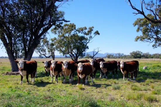 625 Logans Lane, Narrabri, NSW 2390