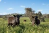6294 Mitchell Highway, Cundumbul, NSW 2866