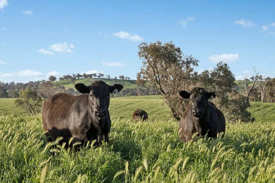 6294 Mitchell Highway, Cundumbul, NSW 2866