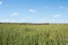 6294 Mitchell Highway, Cundumbul, NSW 2866-Image