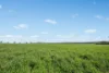 6294 Mitchell Highway, Cundumbul, NSW 2866-Image