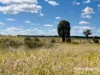 640 Carrington Road, Roma, Qld 4455