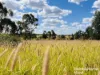 640 Carrington Road, Roma, Qld 4455-Image