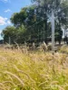 640 Carrington Road, Roma, Qld 4455-Image