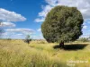 640 Carrington Road, Roma, Qld 4455-Image