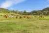 700 Neusavale Road, Neusa Vale, Qld 4570-Image