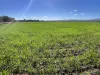 702 Myall Park Road, Myall Park, NSW 2681-Image
