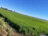 702 Myall Park Road, Myall Park, NSW 2681-Image
