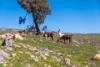 7059 Monaro Highway, Michelago, NSW 2620-Image