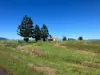 74 Gray Road, Glen Isla, Qld 4800